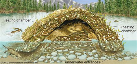 Beaver Lodge .